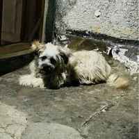 سگ شیتزو بازیگوش نر