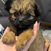 توله سگ پامر شیتزو