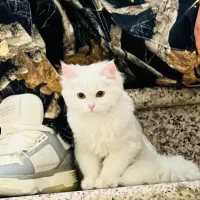 گربه خونگی