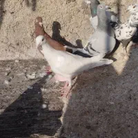 کفتر|پرنده|شیراز, شیخ علی چوپان|دیوار