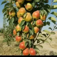 پیش فروش نهال|خدمات باغبانی و درختکاری|مرند, |دیوار