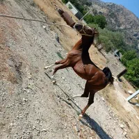 کره اسب پرخون