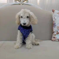 سگ پودل|سگ|پرند, فاز ۲|دیوار