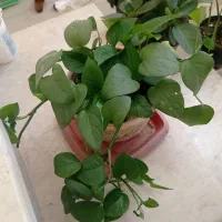 گل ،|گل و گیاه طبیعی|ایلام, |دیوار
