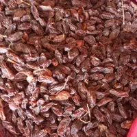 فروش مویز|خوردنی و آشامیدنی|شیراز, گویم|دیوار