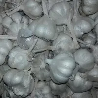 سیر محله برای کاشت و برگه زردآلو