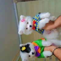 فروش سگ پامر فقط هشت میلیون