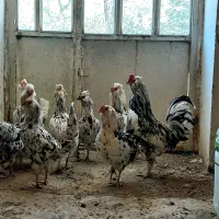 تخم مرغ گلین  اصل