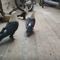 کفتر کله سفید کربلایی کاکلی