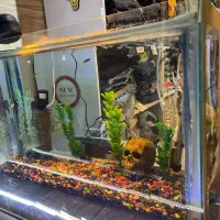 آکواریوم|ماهی|بندر گز, |دیوار