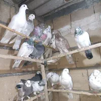 کفتر.جوجه.پرش.خال|پرنده|ری, علایین|دیوار