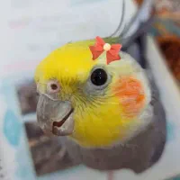 عروس هلندی نر