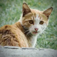 canon sx50hs|دوربین عکاسی و فیلم‌برداری|اشنویه, |دیوار