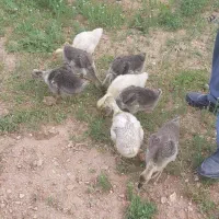 جوجه قوقاز
