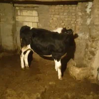 نوبر سیمینتال