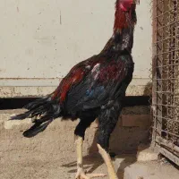 خروس لاری دونگ بالا استان یزد|حیوانات مزرعه|تهران, جوادیه|دیوار