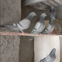 ۶ جفت سبز کاشونی پرشی ساعت بالا میل بازیکن ذات دار
