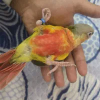 گرینچیک آناناسی دبل رد|پرنده|مشهد, تربیت (صدف)|دیوار