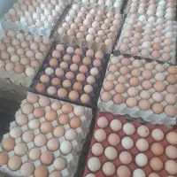 تخم مرغ محلی  نطفه دار و خوراکی