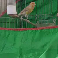 قناری ماده اماده عروس هلندی کوتوله ملنگو راهب فنچ