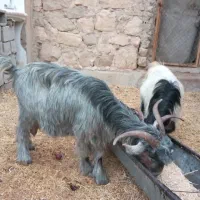 سن جون سه بیگ  10 قیمت  سن جون سه بیگ|حیوانات مزرعه|مسجد سلیمان, |دیوار