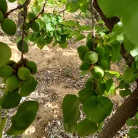 معاوضه-باغ-با-منزل-یا-زمین-مسکونی