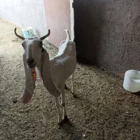 بزپاکستانی|حیوانات مزرعه|قم, بوستان جوان|دیوار