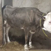 دو راس گاو سمینتال مور اصیل نزدیک زا