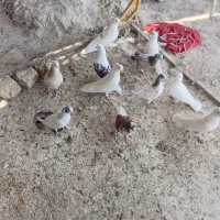 ۱۱ عدد کفتر فروشی