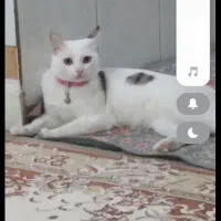 گربه ملوس دستی خانگی شناسنامه دارواکسن زده سرحال|گربه|قم, لسانی|دیوار