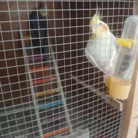 فروش عروس هلندی لوتینو وسینامون سخنگو