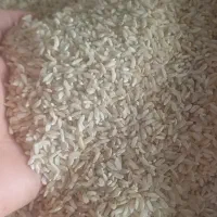 برنج چمپه راه ب راه از آسیاب اوردم تازه