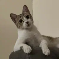 واگذاری دی اس اچ