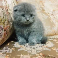 واگزاری گربه اسکاتیش بریتیش