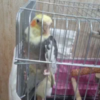 عروس هلندی با جوجه