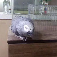 کاسکو سخنگو ۷ ساله رام و دستی