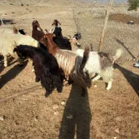 انواع دام زنده