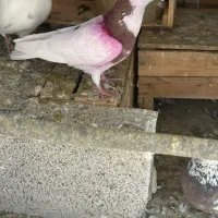 کفتر کبوتر گرفتنی غریب طوقی نر