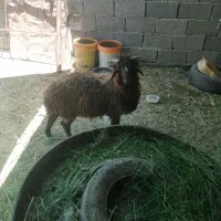 شادگان