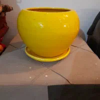 گیاه پتوس وگلدان سفالی|گل و گیاه طبیعی|تهران, عباسی|دیوار