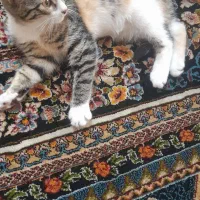 واگذاری گربه رایگان
