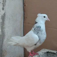 دو کبوتر ماده شادگان