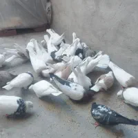 طوقی پشتدارزرد خال سیاه