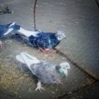 کفتر|پرنده|قوچان, |دیوار