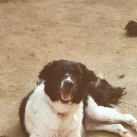 واگذاری سگ گله|سگ|نجف‌آباد, حومه نجف آباد|دیوار