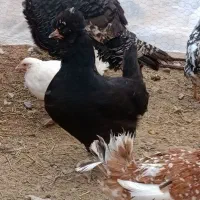 فروش مرغ گلین کرک