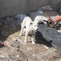 توله سرابی اصیل