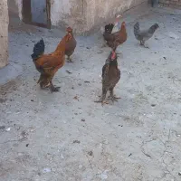 مرغ خروس|حیوانات مزرعه|بهبهان, |دیوار