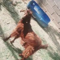 کره نر