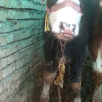 گاو|حیوانات مزرعه|شوشتر, |دیوار